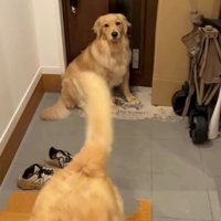 離れていく犬と座っている犬