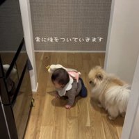 赤ちゃんの後追いをするコタローくん