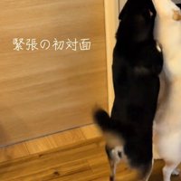 後ろ足で立ち上がって、飼い主が抱いている赤ちゃんの匂いを嗅ぐ2頭の犬