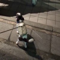 人懐こいわんこが…