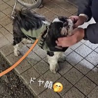 満足そうな顔の犬