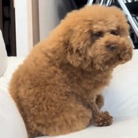 振り返る犬