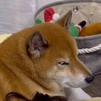 眠たそうな目をしている犬