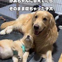 たのちゃんと赤ちゃん犬2