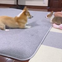 伏せをして子犬を見つめる成犬