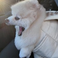 あくびするぽちゃちゃん
