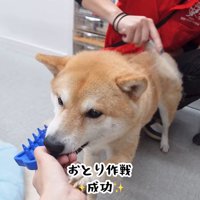 ブラッシング中のフクちゃん6