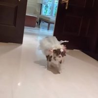 走り出すチワワ