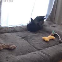 マットレスの上で跳ねるフレンチブルドッグ