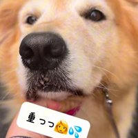 首輪を引っ張られても散歩を拒否する大型犬