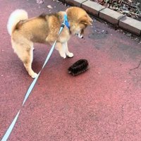 タワシを見つけたりんちゃん