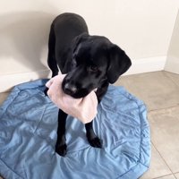 怒られる人形を見たえんぞう君の反応