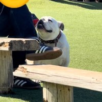 知らない人と見つめ合うぱせり君