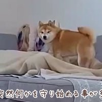 パパに添い寝したいうにくん