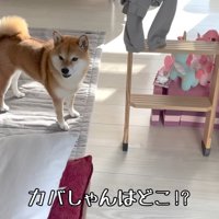 カバさんを探す花子ちゃん