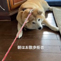 散歩を拒否する柴犬