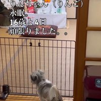 りんごちゃんも虹の橋へ