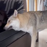 テレビの液晶に頬をくっつけているチェコスロバキアンウルフドッグ