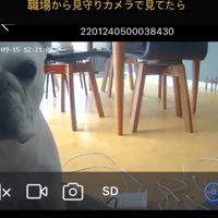 犬の顔半分