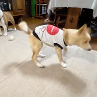おじいちゃんの声を聞いて足踏みをする犬