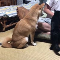天くんは何度「お手」と言ってもスルー