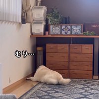隅でうずくまる犬