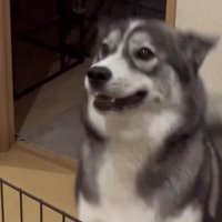 ジャンプして喜ぶ犬