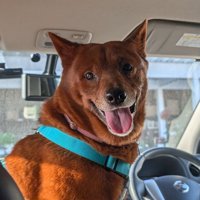 車内で振り返る犬