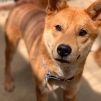 穏やかな顔でカメラを見つめる茶色い犬