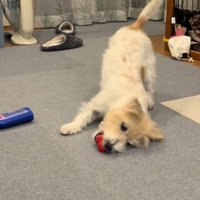 楽しそうに遊んでいます♪