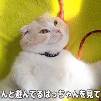 はっちゃんがぬいぐるみを可愛がる場面を目撃
