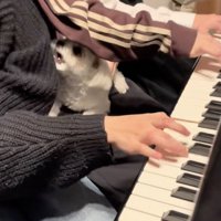 吠えて主張！