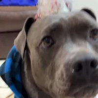 お誕生日に浮かれ気味のあおい君♪