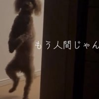 片脚を上げて立つ犬