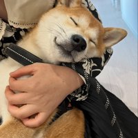 人間の赤ちゃんのように抱っこされている柴犬