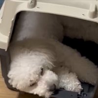 ぐっすり