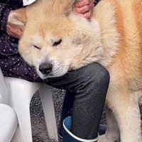 秋田犬『まる』ちゃん