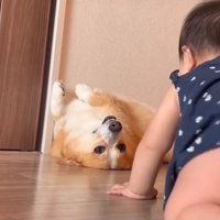 ハイハイを見守る犬