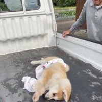 前足を伸ばして転がる犬
