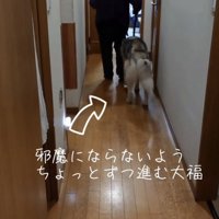 おばあちゃんの邪魔にならないよう歩くハスキー