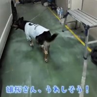 車に向かう犬
