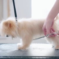 伸びた毛をカットします