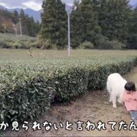 のどかな道を進む犬と子ども