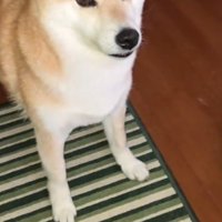 犬に話しかける飼い主