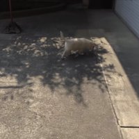 のびのびと庭を散策