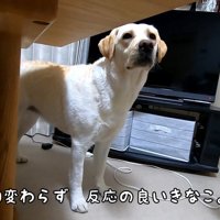 食べる気満々！