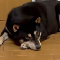 柴犬のアップ