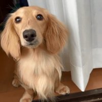 飼い主さんを見つめるパンナちゃん