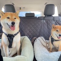 ナラちゃんとソラくんの沢登り⑩