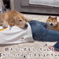 うにくんを寝かしつけ